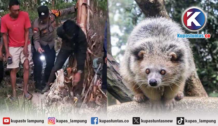 Tanaman Warga Rusak, Satwa Misterius di Lamsel Diduga Musang Binturong