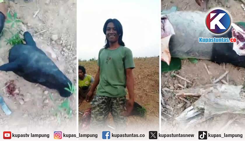 Kemenhut-Polres Mesuji Terus Kejar Dua Buronan Penyembelih Tapir
