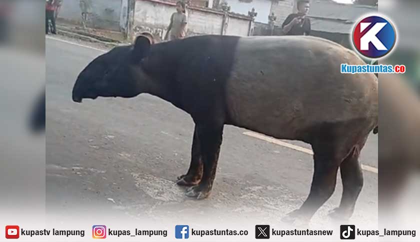Seekor Tapir Berkeliaran di Jalinsum Kawasan Register 45 Mesuji