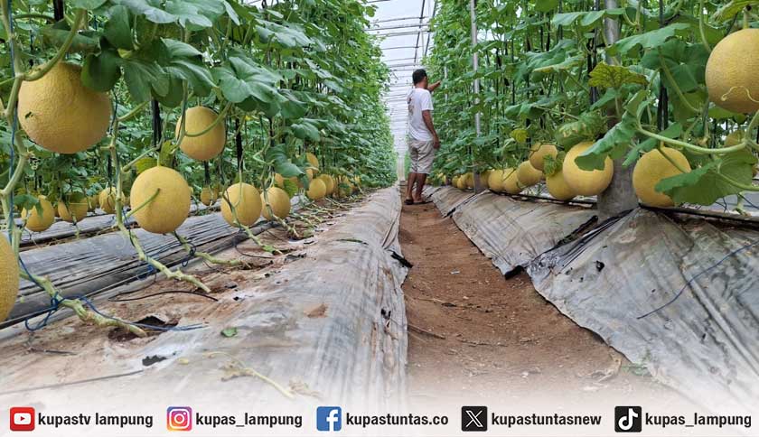 Melon Premium Lampung Timur Laris Manis, Produksi 4 Ton Sehari Masih Kurang
