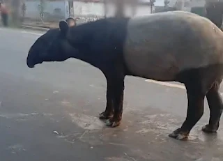 Viral Hewan Tapir di Mesuji Lampung, KSDA Imbau Masyarakat Tidak Ganggu Satwa Liar DILINDUNGI