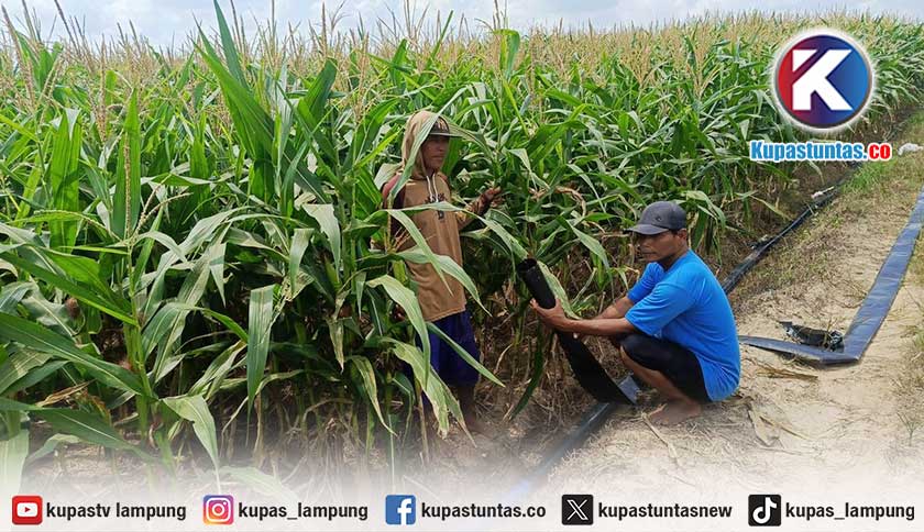 Lawan Kemarau! Petani Jagung di Lampung Timur Andalkan Air Rawa demi Selamatkan Tanaman