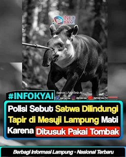 Polisi Sebut Satwa Dilindungi Tapir di Mesuji Lampung Mati Karena Ditusuk Pakai Tombak