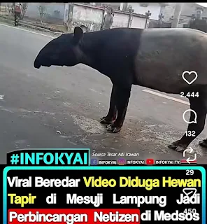 Viral! Diduga Hewan Tapir Muncul di Mesuji Lampung, Bikin Heboh Warganet