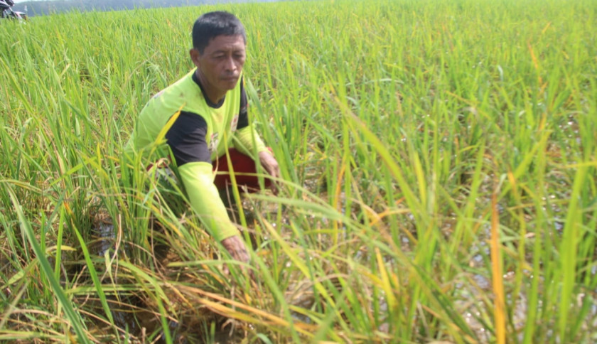 Hama Tikus Mengganas, Petani Lampung Timur Terancam Gagal Panen