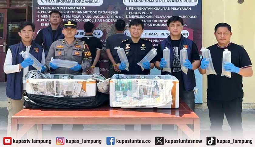 Penyelundupan 10 Ribu Benih Lobster Senilai Rp 1,4 Miliar Digagalkan di Pesisir Barat