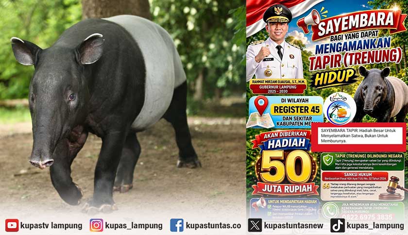 Usai Kasus Tapir Disembelih, Gubernur Gelar Sayembara Penyelamatan Tapir Berhadiah Rp50 Juta