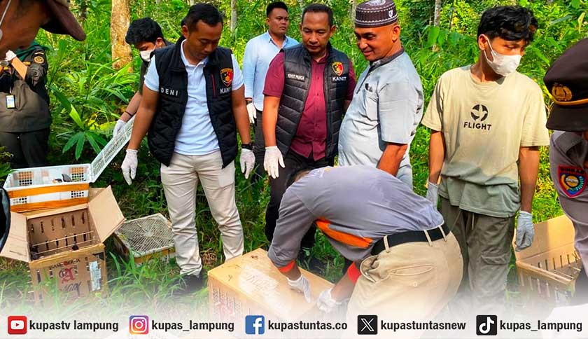 Disembunyikan di Bagasi Bus, Pengiriman 977 Burung Ilegal Digagalkan di Pelabuhan Bakauheni