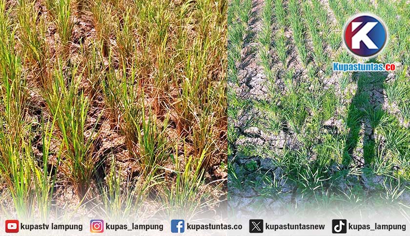 Kemarau Panjang Ancam Sawah di Tanggamus, Petani Butuh Bantuan Pompa Air