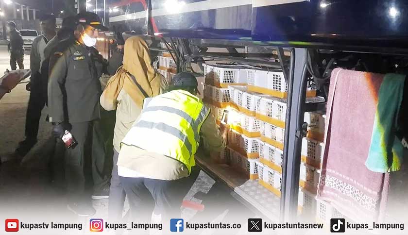 Penyelundupan 670 Burung Ilegal Digagalkan di Pelabuhan Bakauheni
