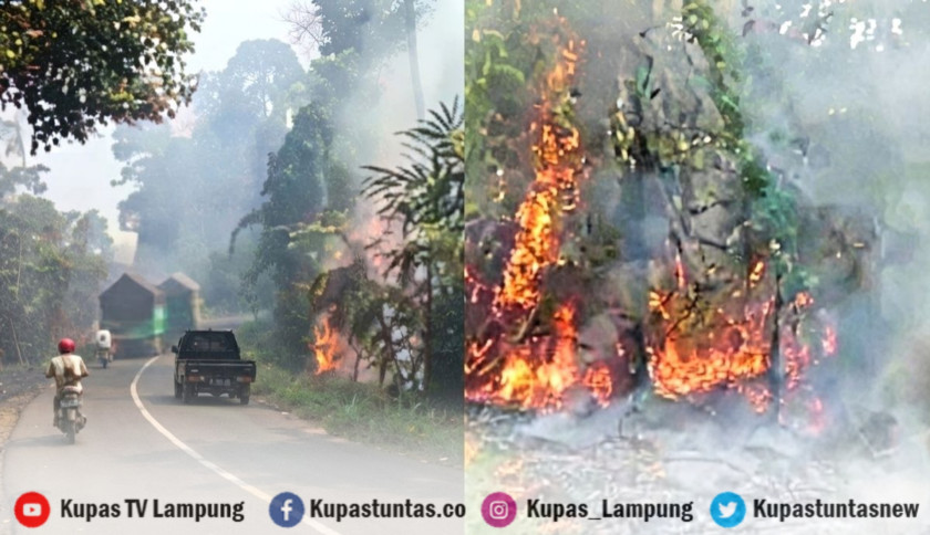 Tiga Hektar Lahan Taman Nasional Bukit Barisan Selatan Pesisir Barat Terbakar
