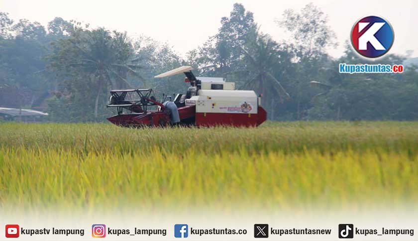 Akibat Hama Tikus, Harga Beras di Lampung Timur Melejit