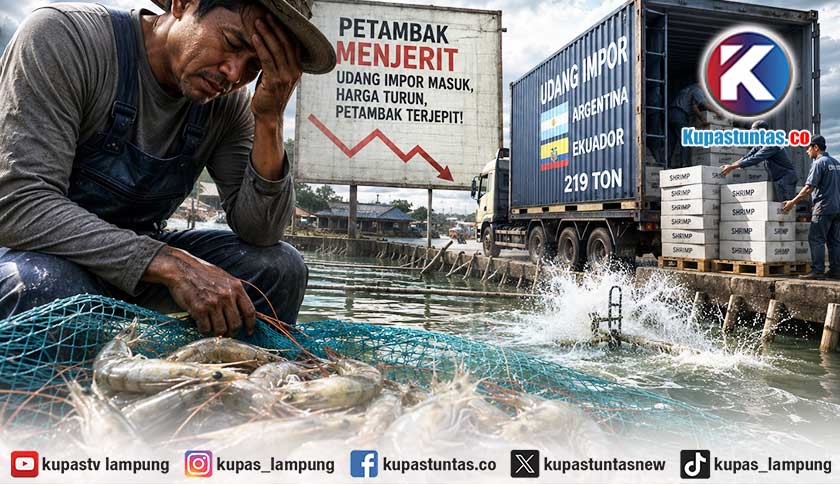 Jeritan Petambak Lampung di Tengah Banjir Udang Impor