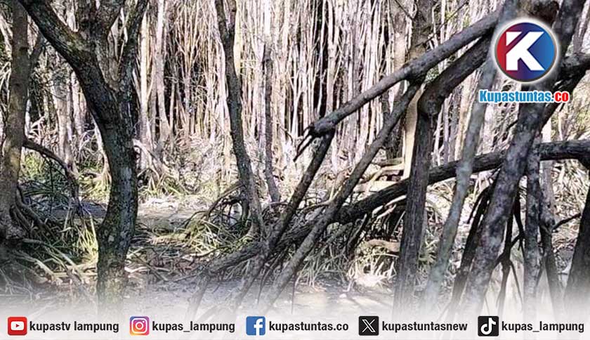 Ratusan Mangrove Mati di Pesisir Gebang Pesawaran, Mitra Bentala Desak Penindakan