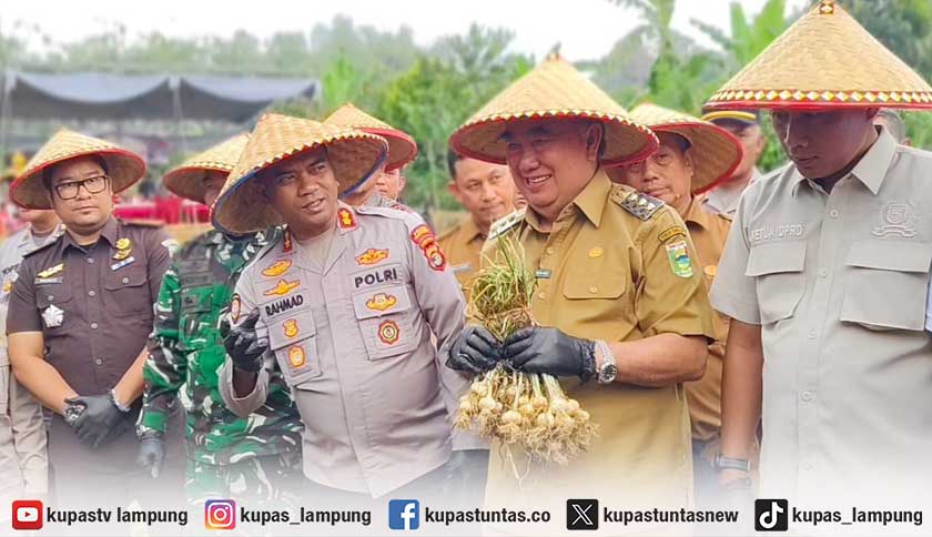 Panen Perdana Bawang Putih Grade A, Bupati Tanggamus Siapkan Perluasan Lahan