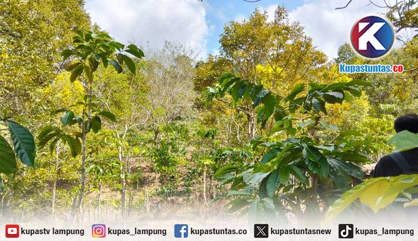 Tak Hanya KRL, Dugaan Pembukaan Kebun Kopi Juga Ditemukan di Kawasan TNBBS