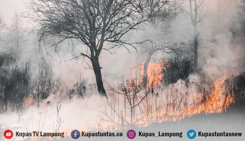 Seluas 3.314 Hektare Lahan di Lampung Terbakar, Pemprov Perketat Pengawasan Musim Kemarau