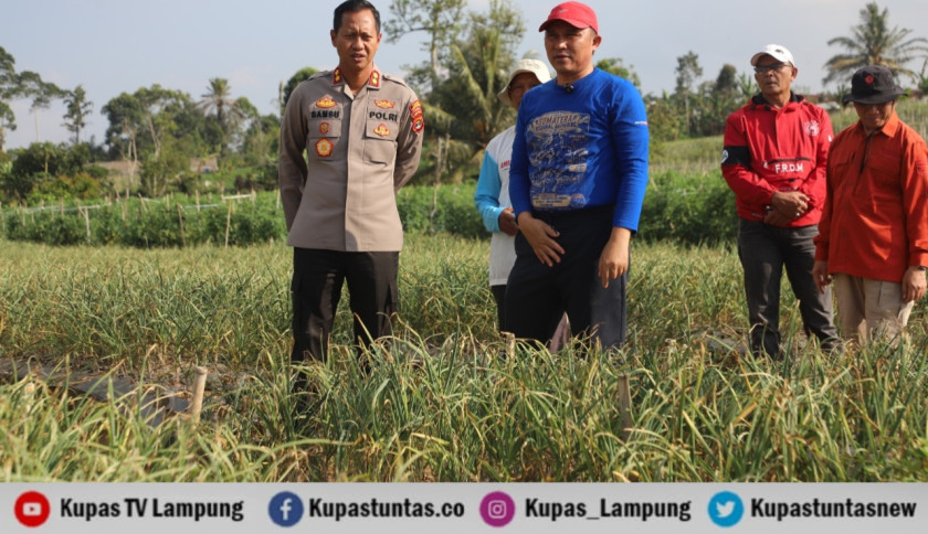 Bawang Putih Sukau Tunjukkan Hasil Menjanjikan, Pemkab dan Polres Siapkan Perluasan Lahan Hingga Lima Hektare