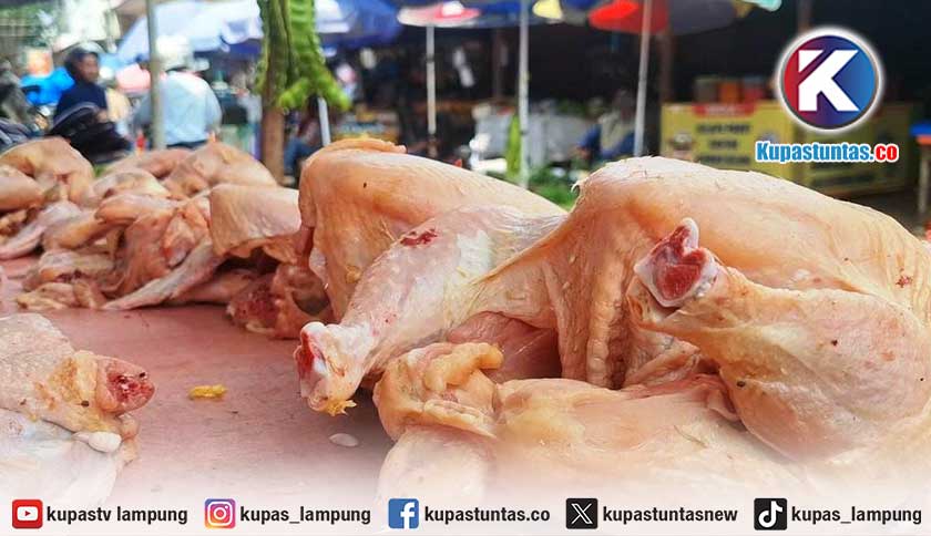 Harga Daging Ayam di Kota Metro Meroket hingga Rp44 Ribu per Kg, di Atas HAP Bapanas