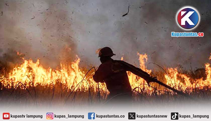 Taman Nasional Way Kambas Terbakar, Zaidi: Ada Indikasi Sengaja Dibakar