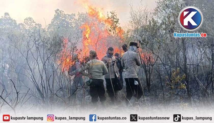 Taman Nasional Way Kambas Lampung Timur Terbakar, Zaidi: Ada Indikasi Sengaja Dibakar