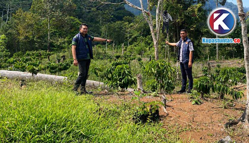 Polisi Turun ke Lokasi, Lima Nama Penggarap Kebun Kopi di Kawasan KRL dan TNBBS Teridentifikasi