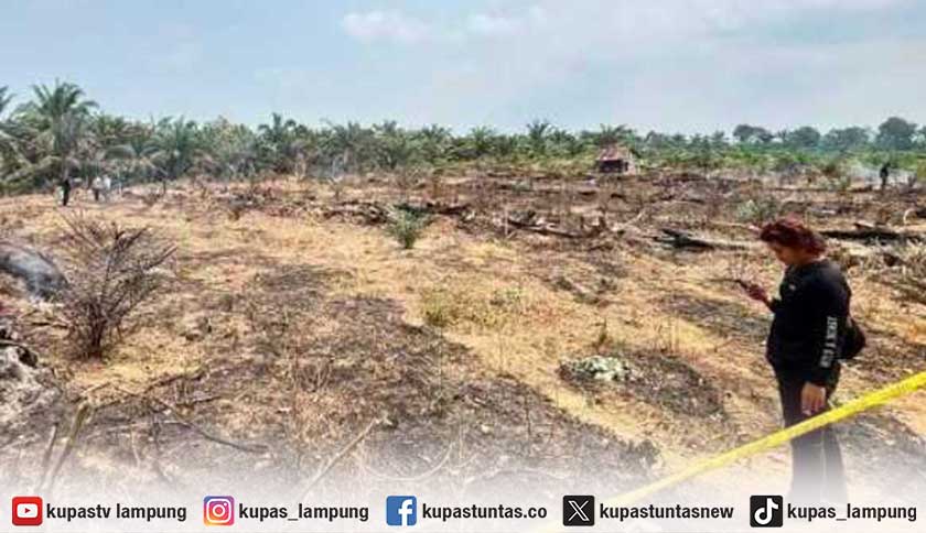 Berdalih Usir Nyamuk, Pria di Indragiri Hulu Bakar Lahan Seluas 1,5 Hektare