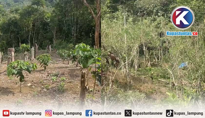 Dugaan Pembukaan Lahan Ilegal di Kebun Raya Liwa, Polisi Panggil Pengelola