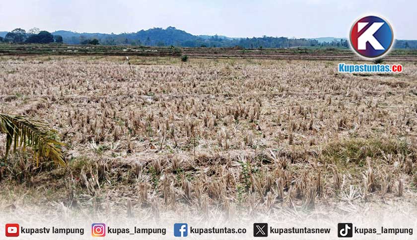 Kekeringan, 70 Hektar Sawah di Pringsewu Terancam Gagal Tanam
