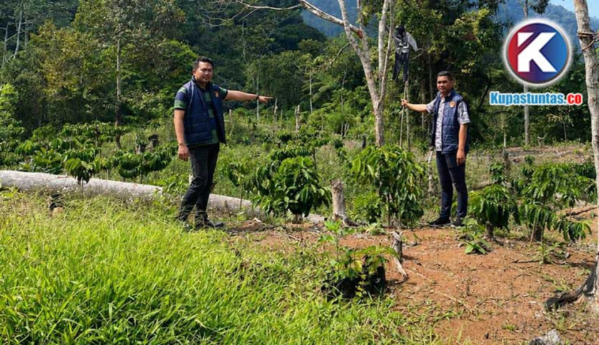 Aktivitas Kebun Kopi Ilegal di KRL Liwa Diduga Masih Berjalan, Ini Kata Kepala BRIDA Lambar