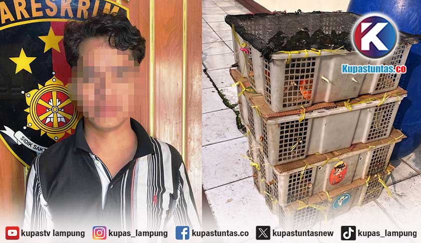Penyelundupan Puluhan Burung Ilegal Digagalkan di Pelabuhan Bakauheni