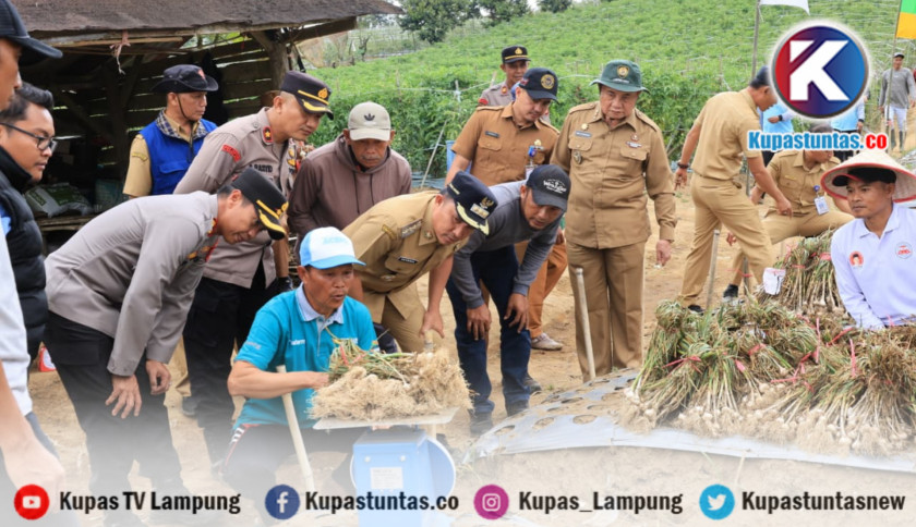 ‎Hasil Panen Bawang Putih Sukau Tembus 7,56 Ton, Pemkab Lambar Lirik Potensi Jadi Sentra Baru