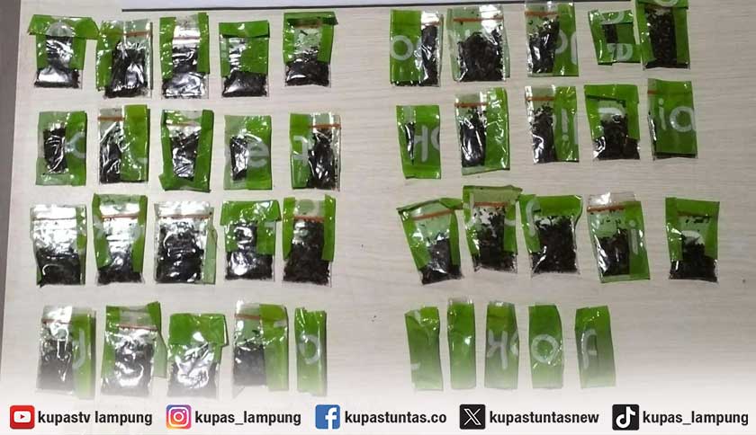 Miris, Dua Pelajar SMP di Pringsewu Kedapatan Bawa 43 Paket Tembakau Sintetis