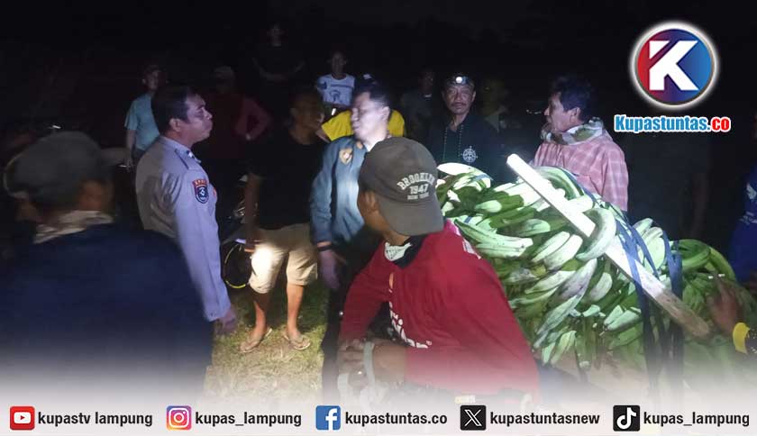 Polisi Ciduk Terduga Pencuri 11 Tandan Pisang di Kota Agung Timur