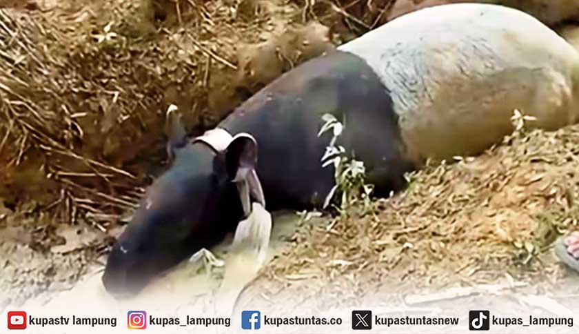 Bupati Mesuji Ingin Tapir yang Ditemukan Warga Tetap Ditempatkan di Taman Kehati