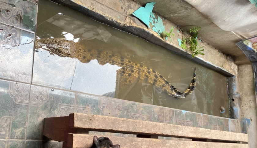 Bikin Resah! Warga Panjang Pelihara Buaya 2,5 Meter
