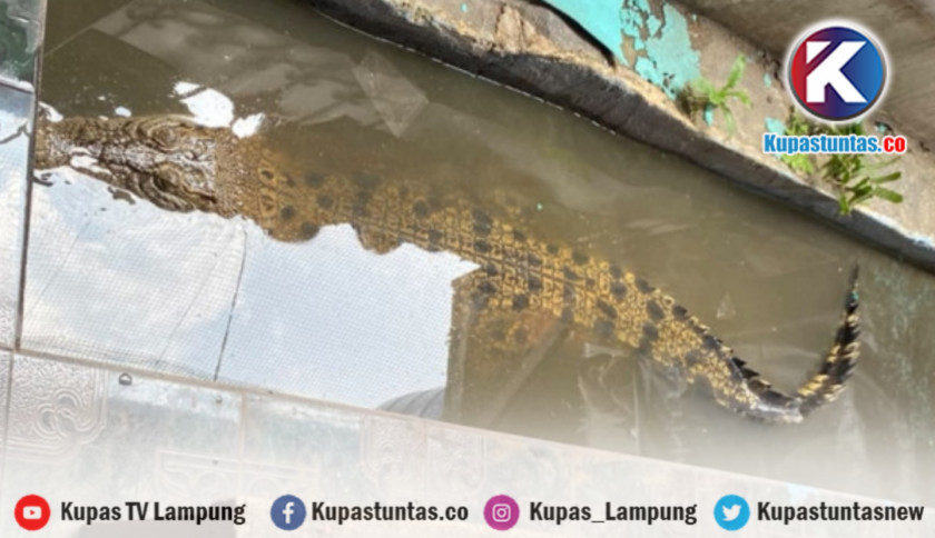 Damkar Akhirnya Evakuasi Buaya 2,7 Meter Peliharaan Warga Bandar Lampung