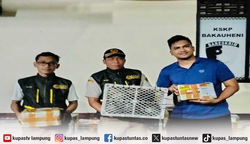 Balai Karantina Lampung Amankan 70 Kura-Kura Ilegal di Pelabuhan Bakauheni