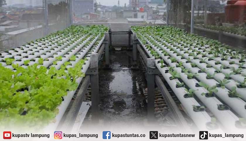 80 KWT Bandar Lampung Sulap Pekarangan Jadi Sumber Pangan dan Penghasilan