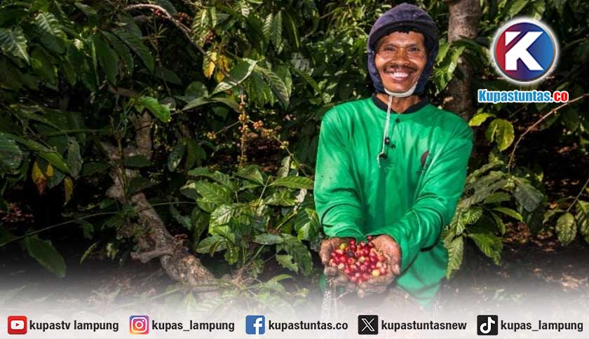 Menjaga Warisan Kopi Ijen, PTPN I Rawat Ekonomi dan Lingkungan