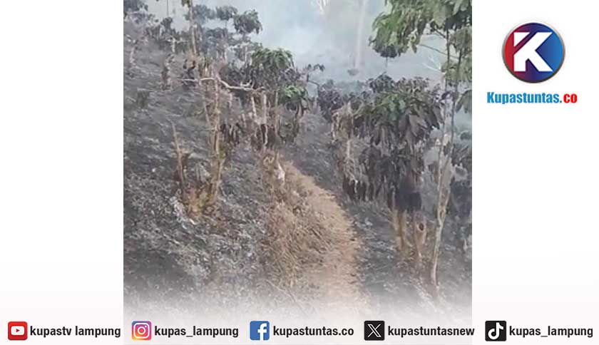Kebun Kopi di Tebaliokh Lampung Barat Terbakar, 1.500 Batang Tanaman Rusak