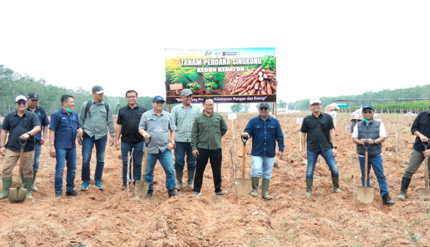 Dukung Program Prabowo, PTPN I Regional 7 Tanam Perdana Demplot Singkong Mukibat