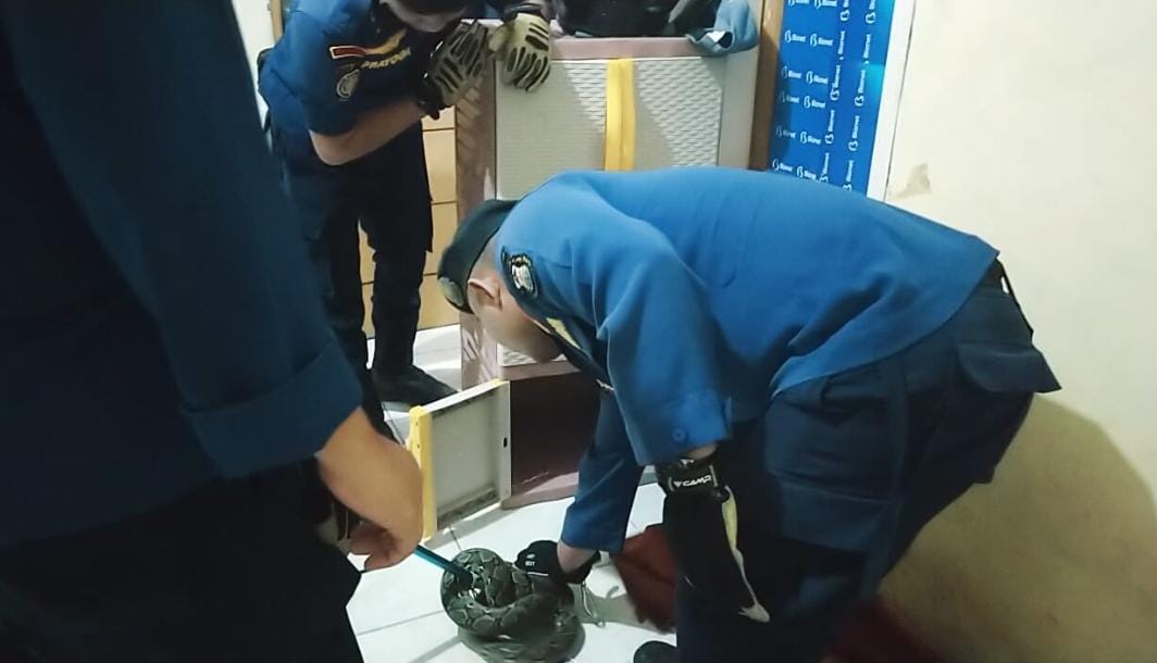 Sepanjang September 2026, Damkarmat Bandar Lampung Tangani 30 Evakuasi, Kasus Ular Paling Dominan