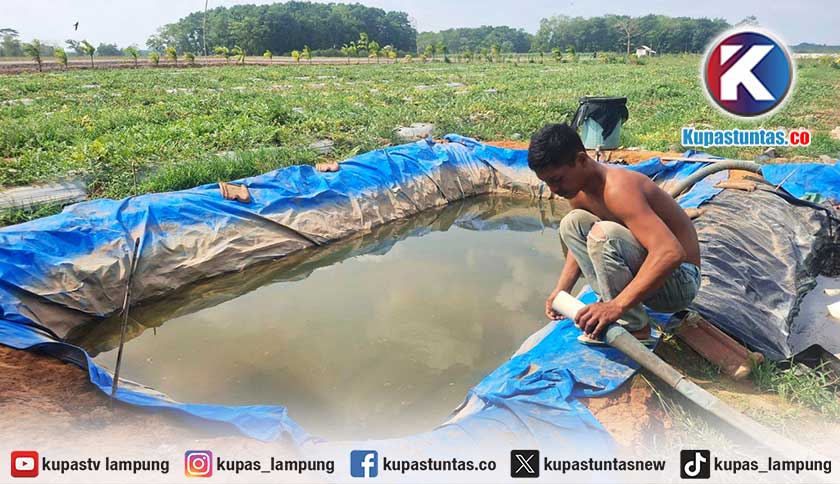 Kejar Panen di Tengah Kemarau, Petani Semangka Lampung Timur Berjuang Dapatkan Air