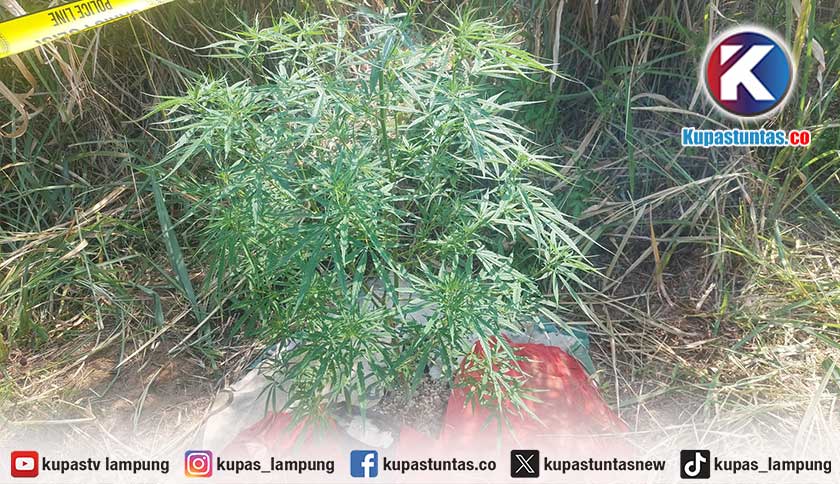 Polisi Temukan 8 Tanaman Diduga Ganja di Kaki Gunung Seminung Lampung Barat
