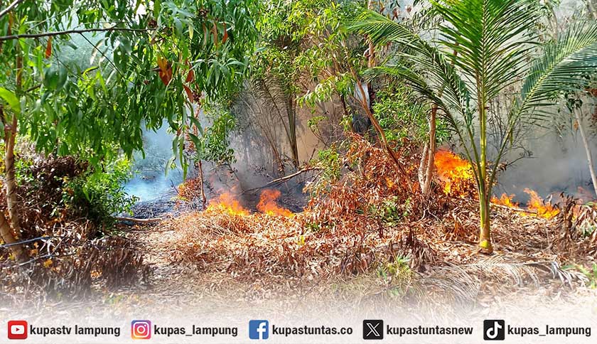 BNPB Sebut Karhutla Masih Melanda 5 Provinsi, Riau Keluar dari Daftar Prioritas
