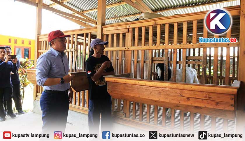 Dari Usaha Rumahan, Peternakan Kambing Etawa Hendri di Lampung Barat Kini Banjir Pesanan