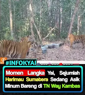 Momen Langka Yai, Induk Harimau Sumatera dan Tiga Anaknya Terekam Minum Bersama di TN Way Kambas