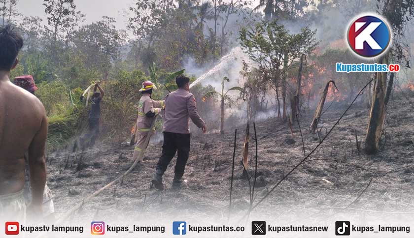 Kebakaran Lahan Terjadi di TBT Bandar Lampung, 3 Mobil Damkar Dikerahkan
