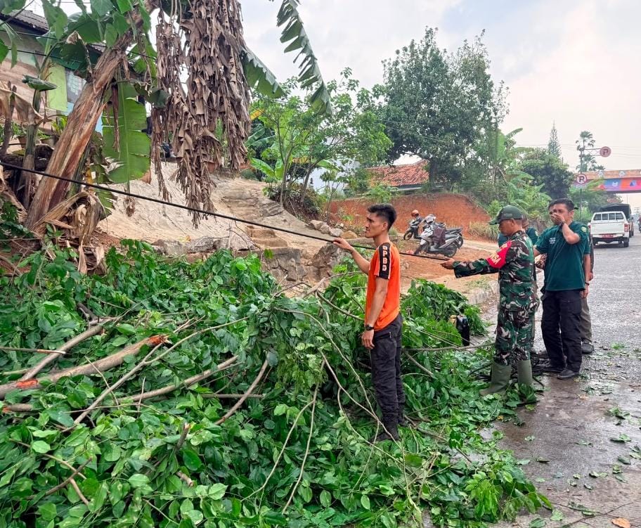 Pohon Tumbang di Bypass Rajabasa Dievakuasi, DLH Bandar Lampung Intensifkan Perapihan Pohon Rawan